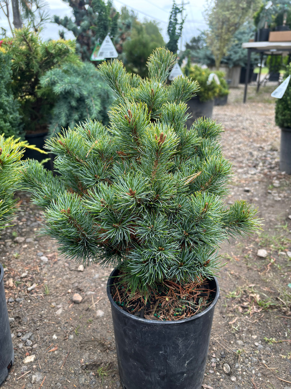 Pinus parviflora ‘Catherine Elizabeth’
