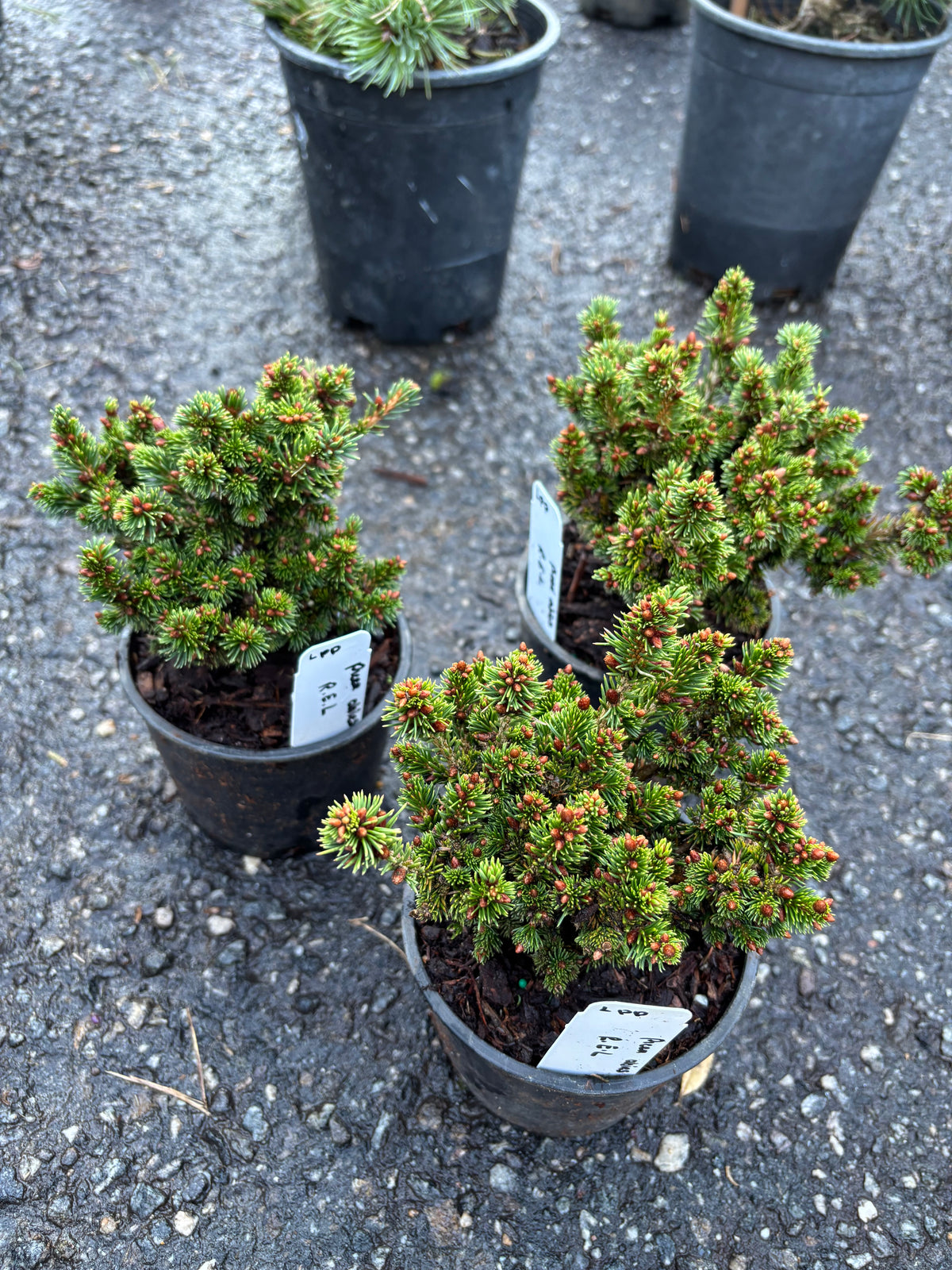 R.E.L. Norway Spruce