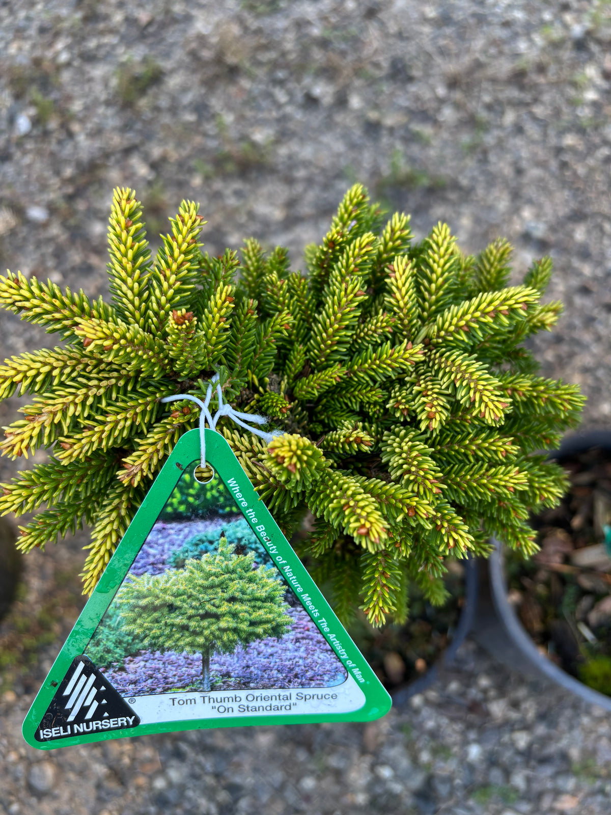 Picea orientalis ‘Tom Thumb’