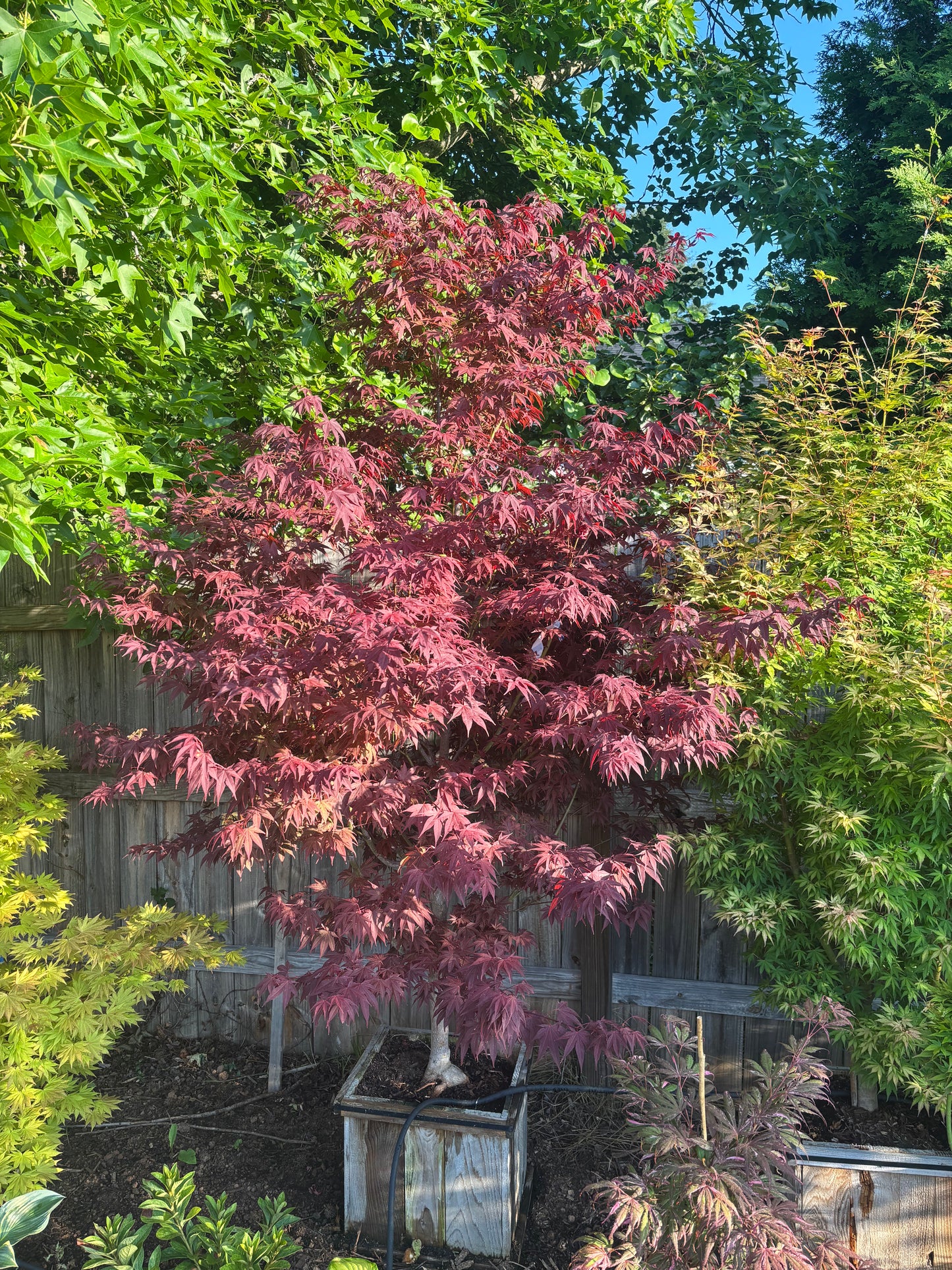 Acer palmatum ‘Oshio beni’