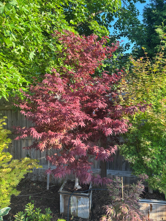 Acer palmatum ‘Oshio beni’