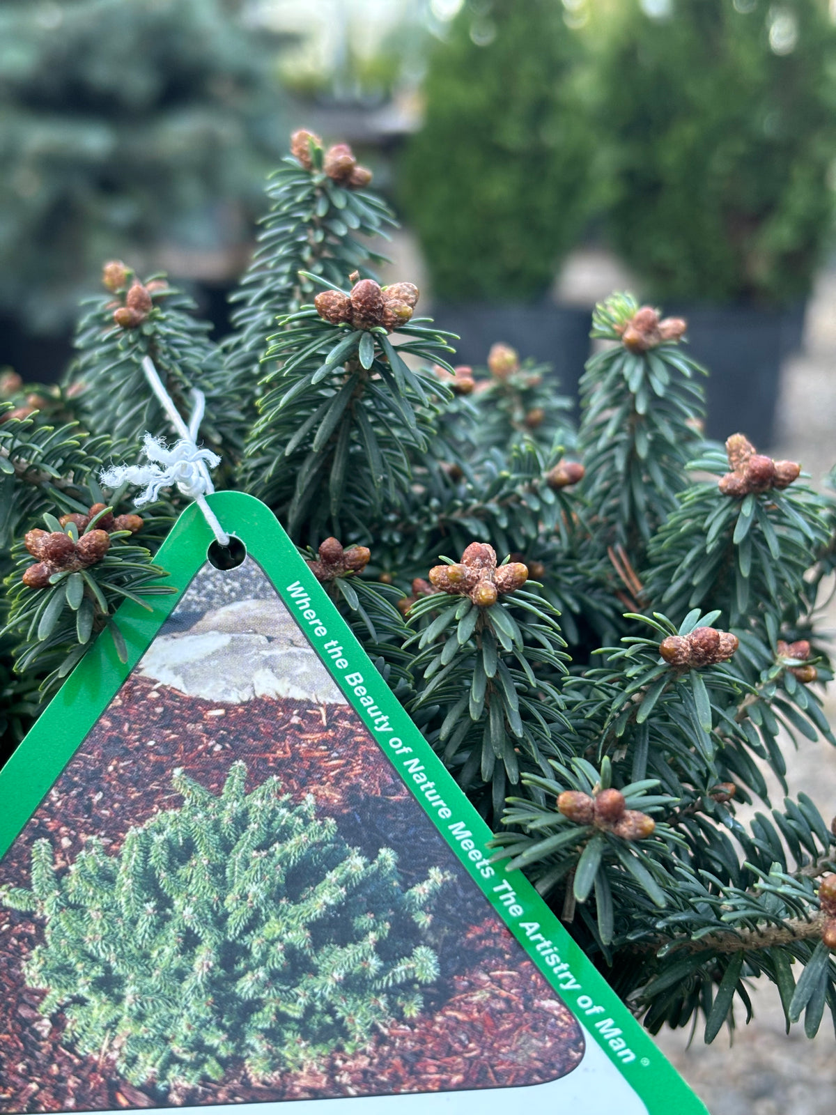 Piccolo Dwarf Balsam Fir