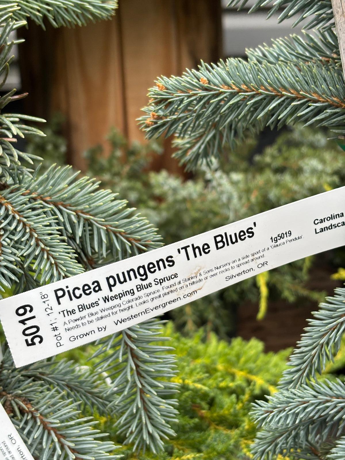 Picea pungens ‘The Blues’