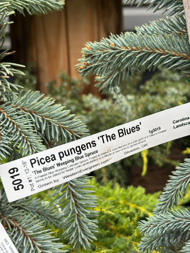 Picea pungens ‘The Blues’