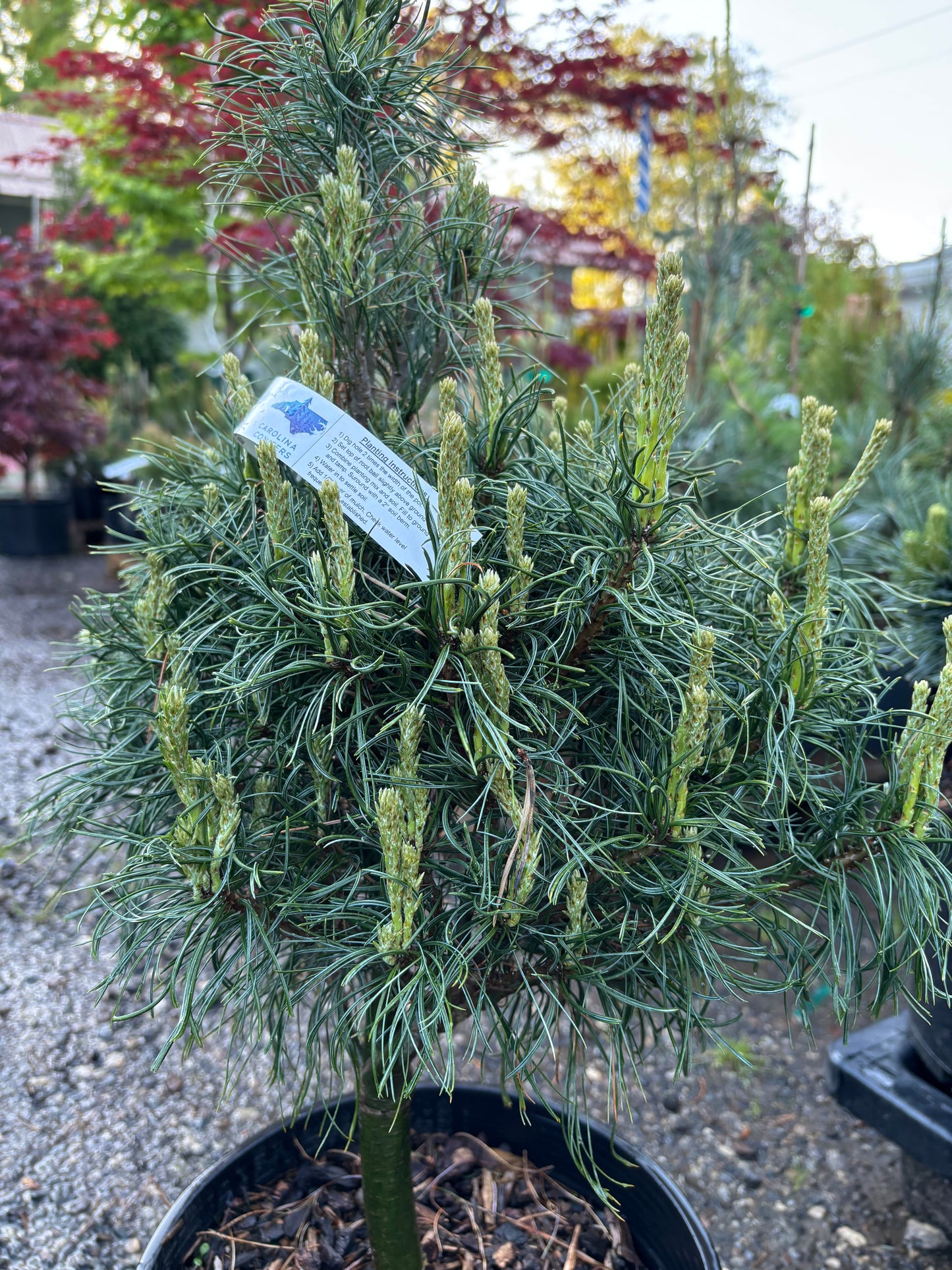 Pinus strobus 'Tiny Kurls'
