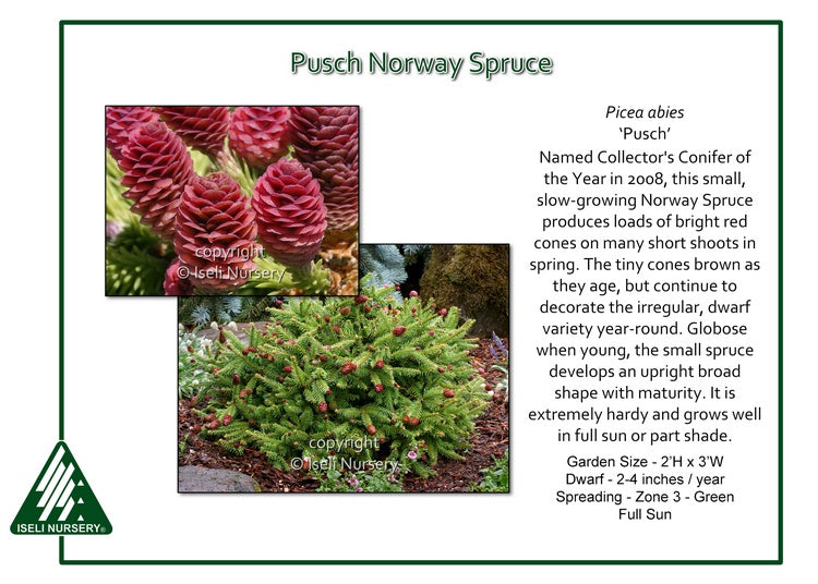Picea abies ‘Pusch’