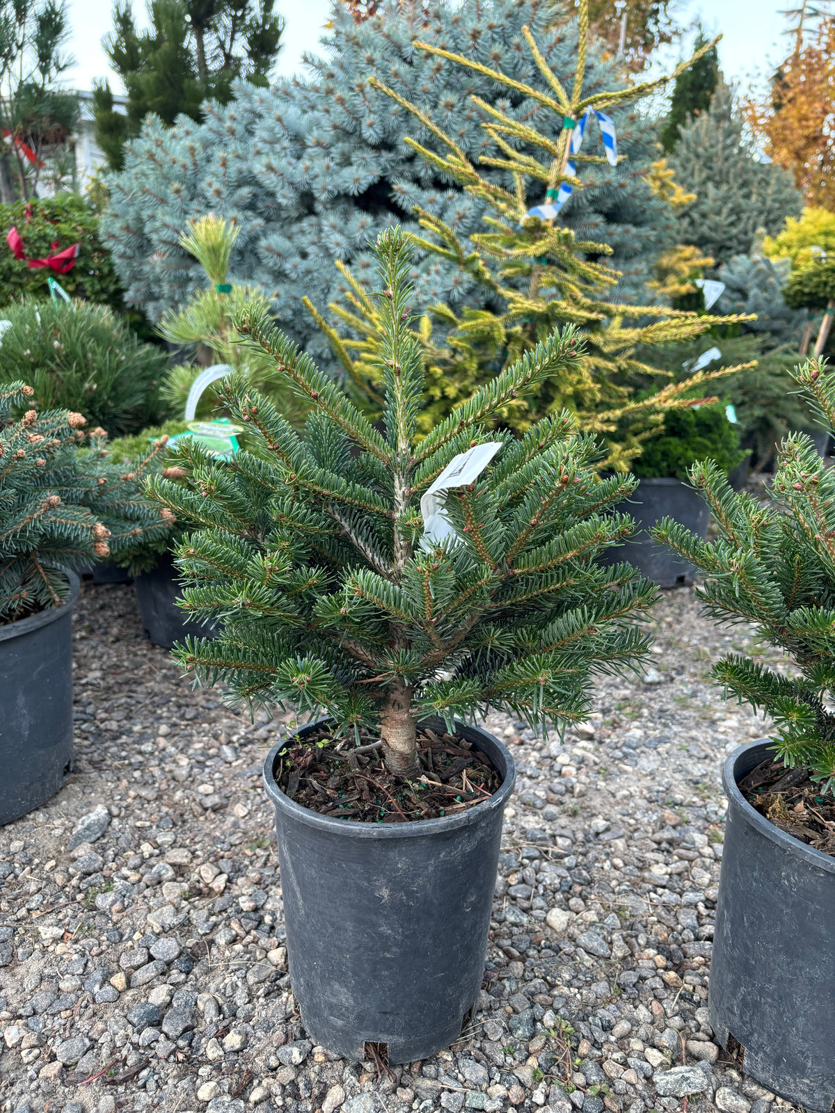Hupp’s Perfect Pillar Nordmann Fir