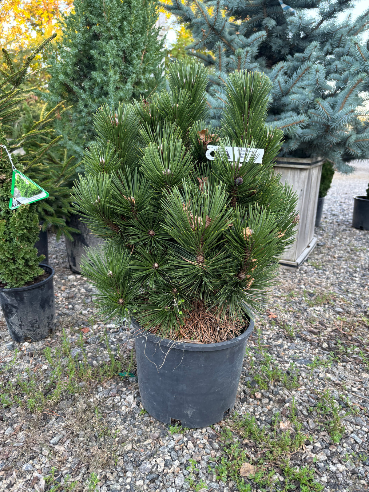 Pinus heldreichii (leucodermis) ‘Banderica