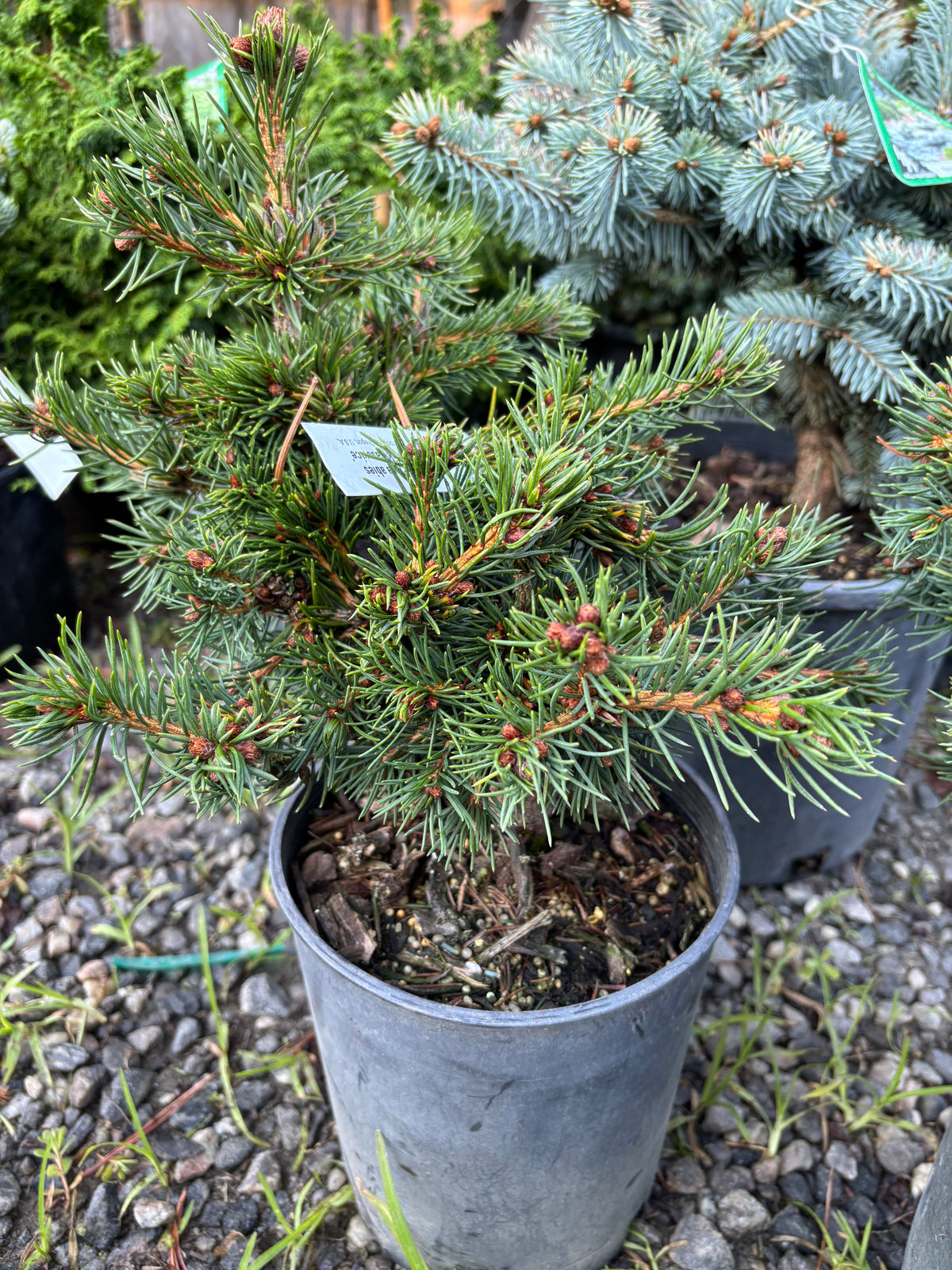 Picea abies ‘Mikulasovice’