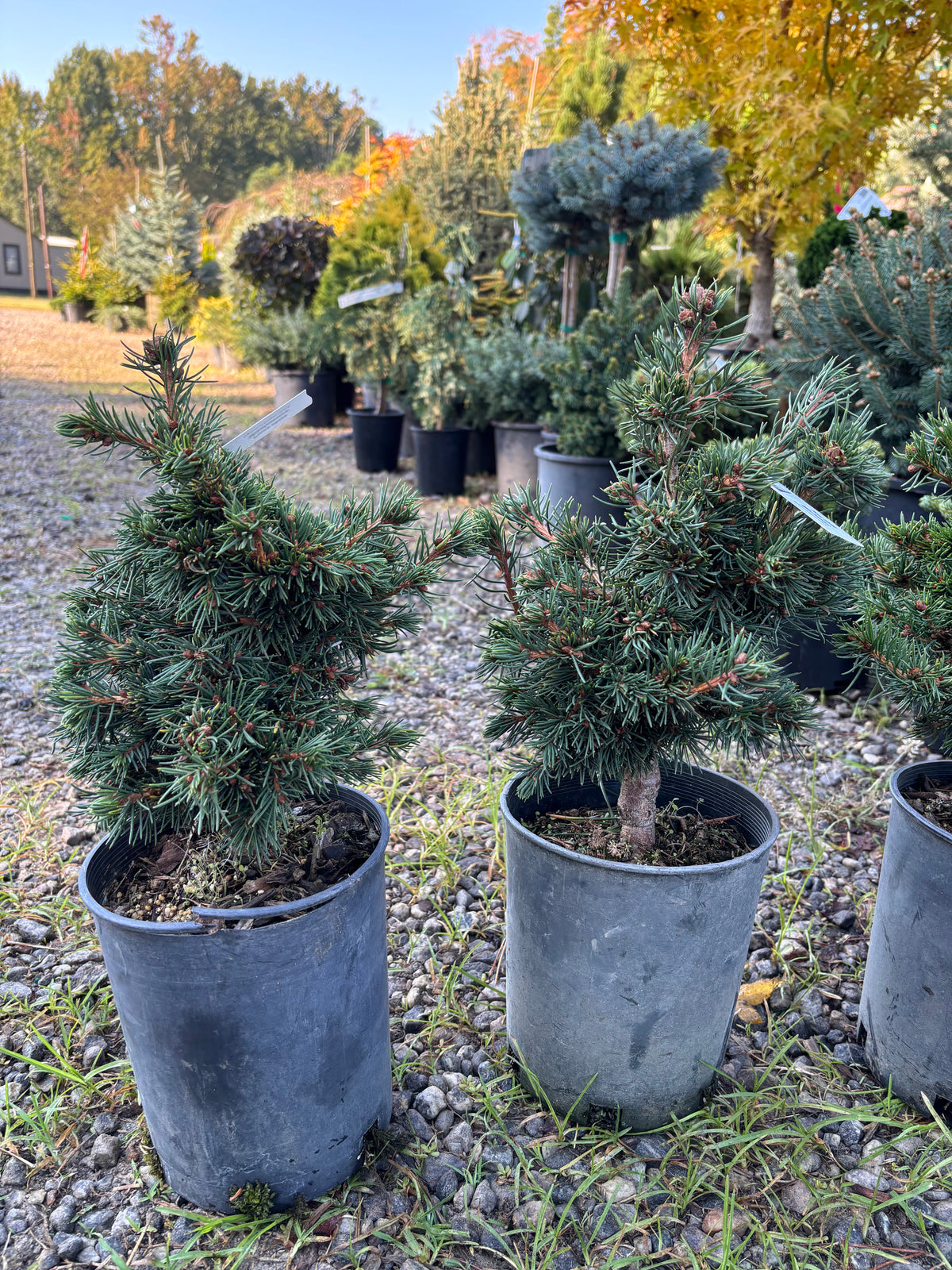 Picea abies ‘Mikulasovice’