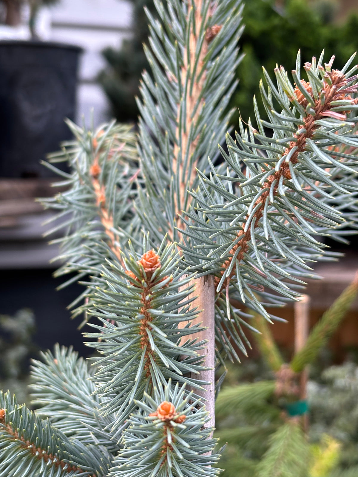 Picea pungens ‘Iseli Foxtail’