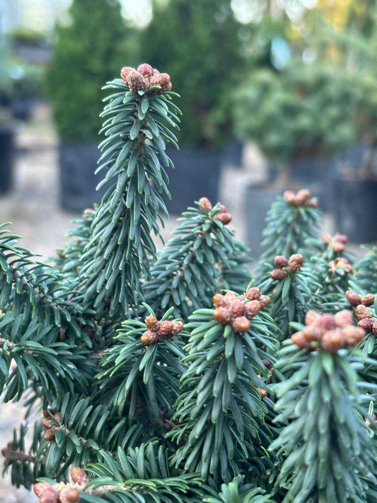 Piccolo Dwarf Balsam Fir