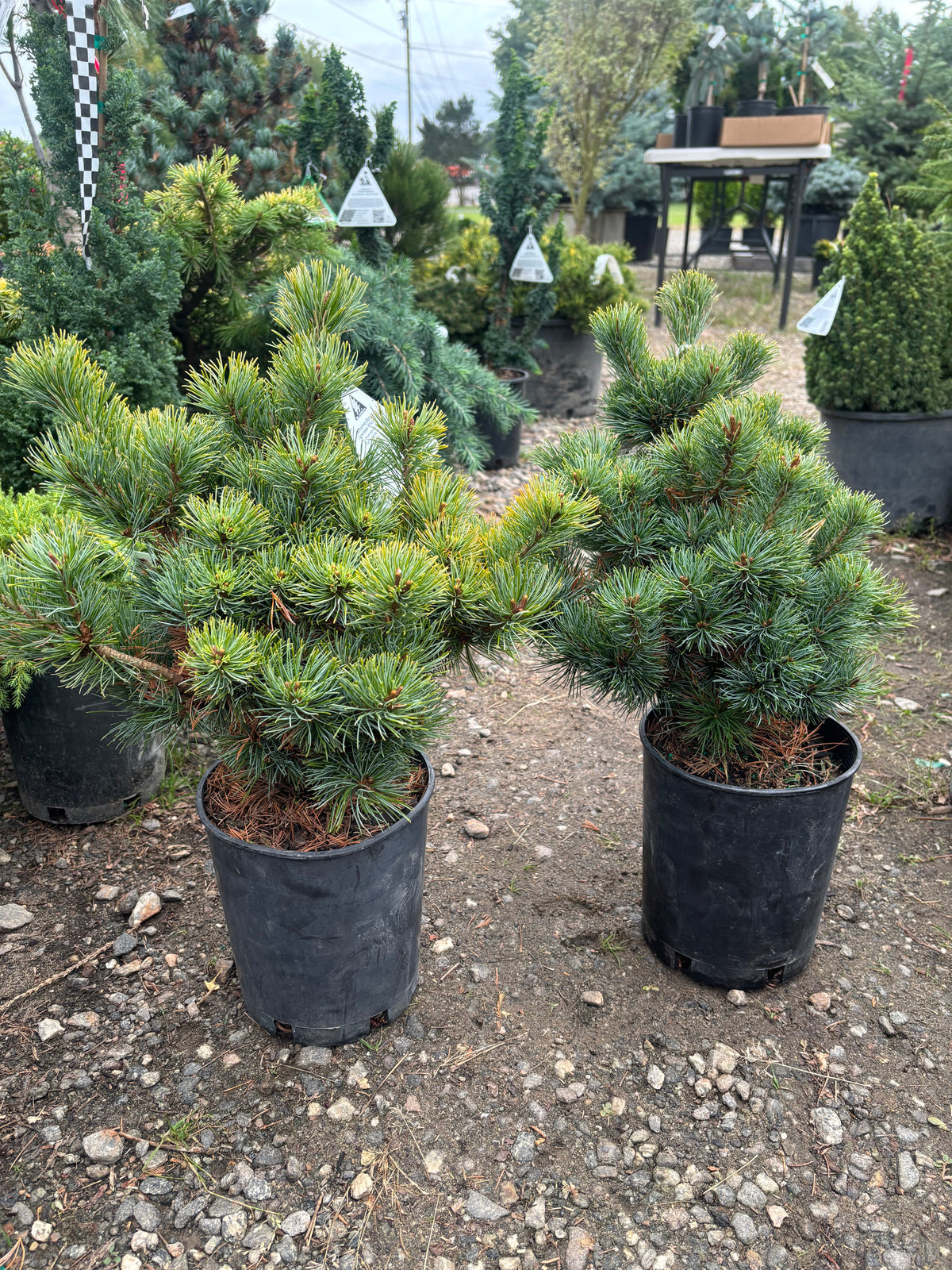 Pinus parviflora ‘Catherine Elizabeth’