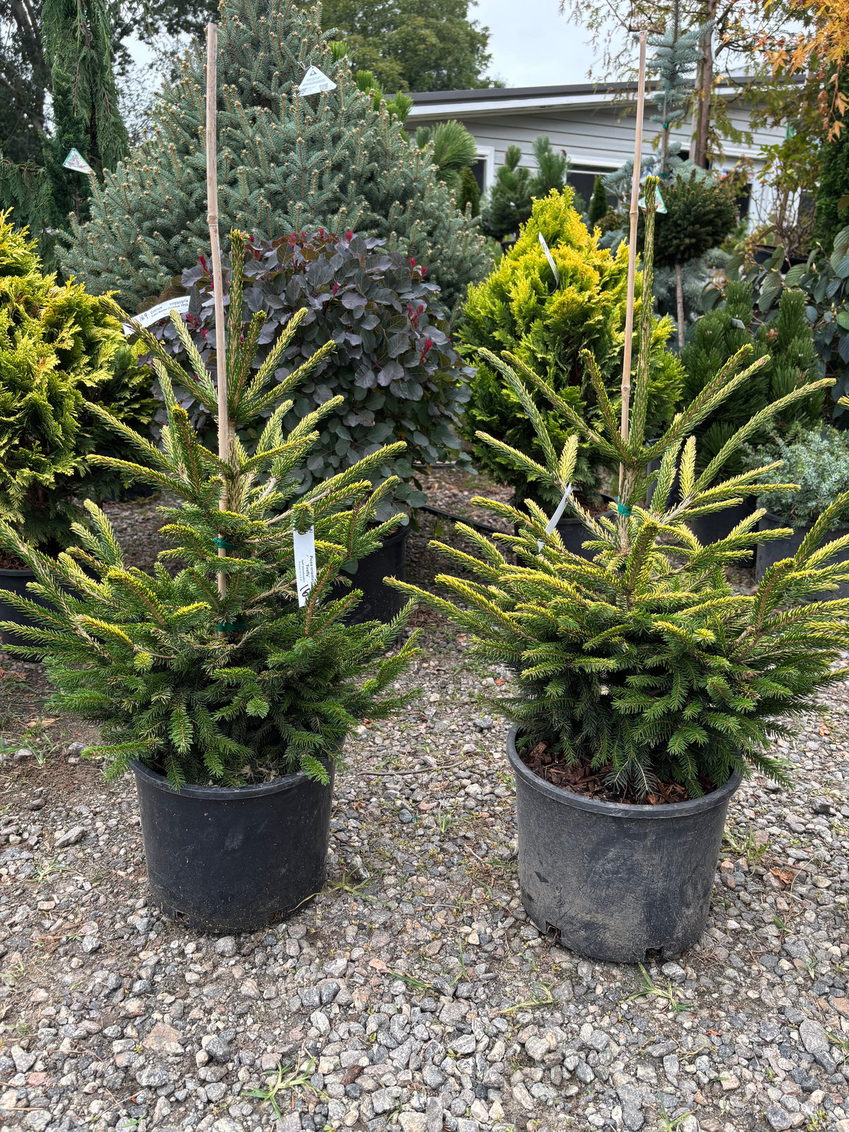Picea orientalis ‘Firefly’