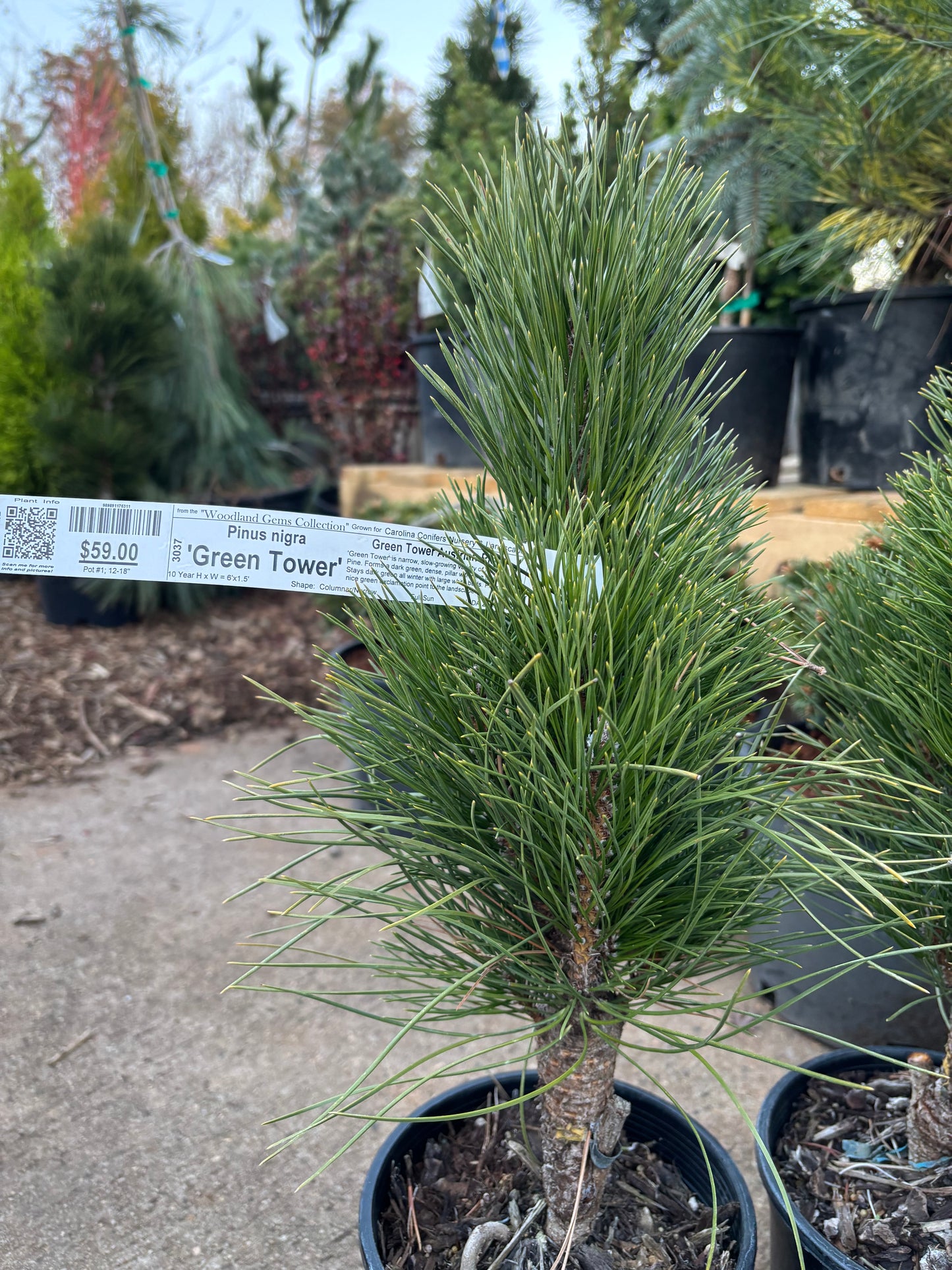 Pinus nigra ‘Green Tower’
