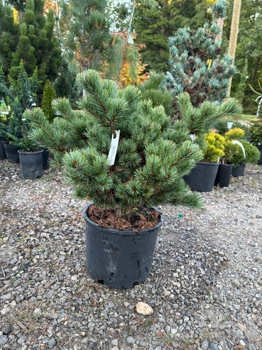 Pinus parviflora ‘Catherine Elizabeth’