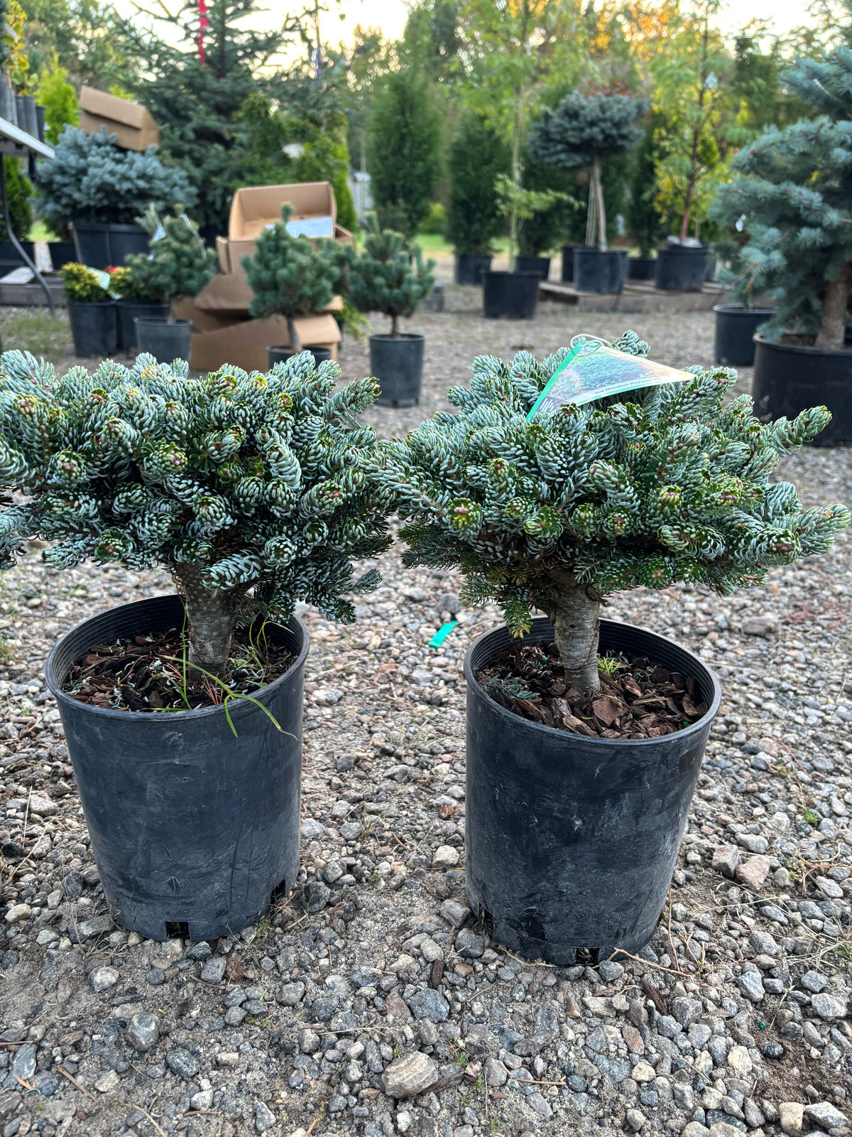 Abies koreana ‘Kohout’s Ice Breaker’