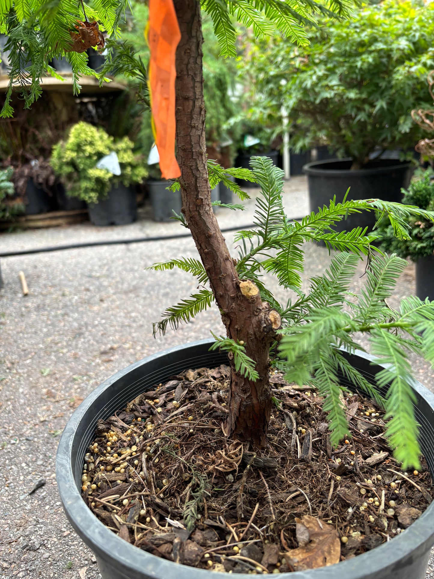 Peve Minaret Bald Cypress