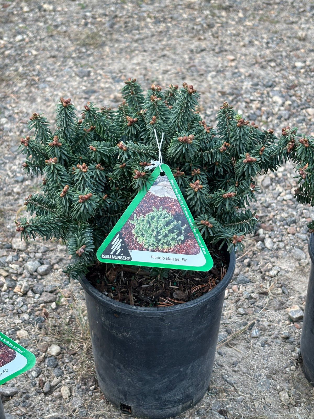 Piccolo Dwarf Balsam Fir