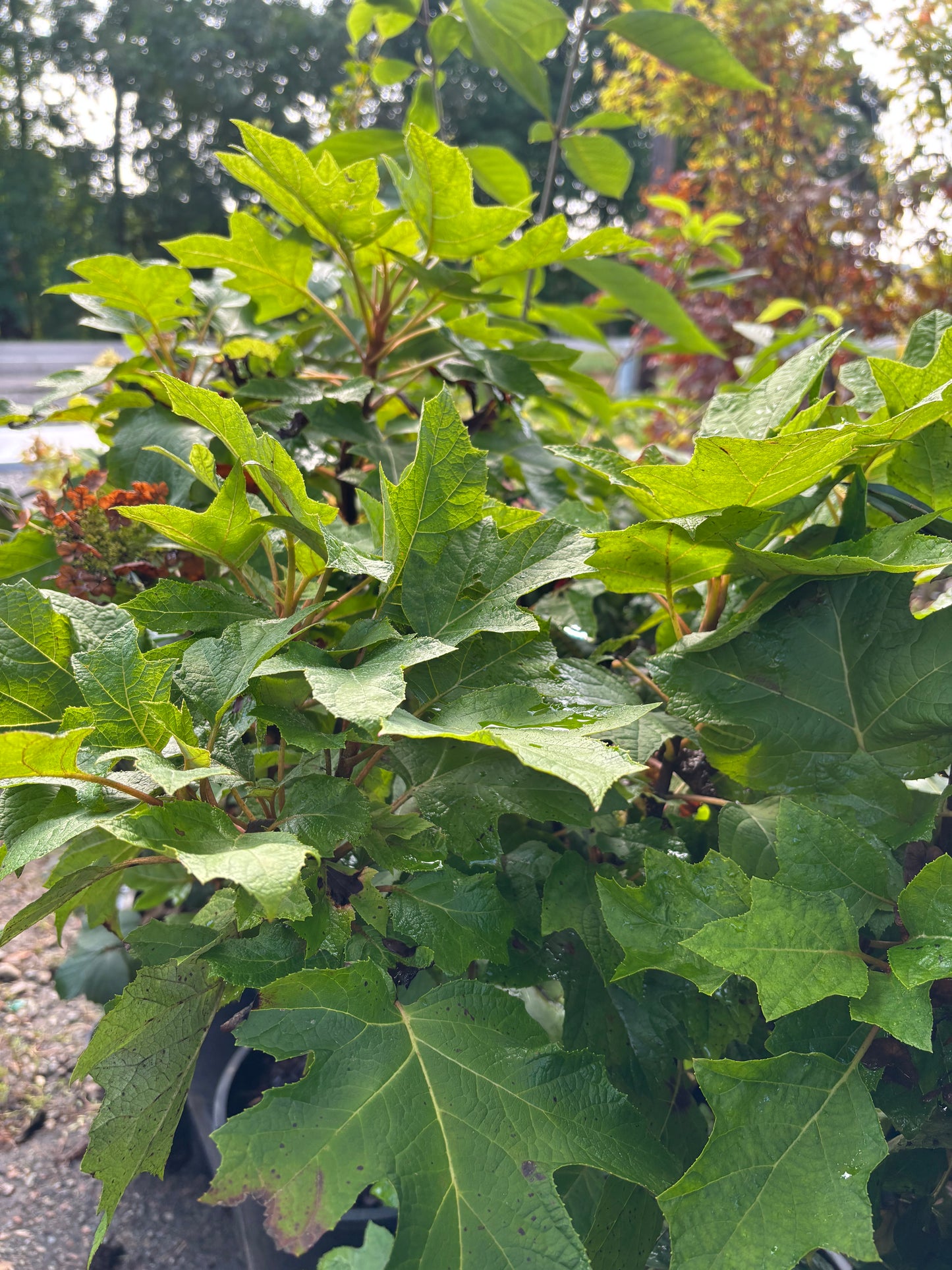 Munchkin Oakleaf Hydrangea