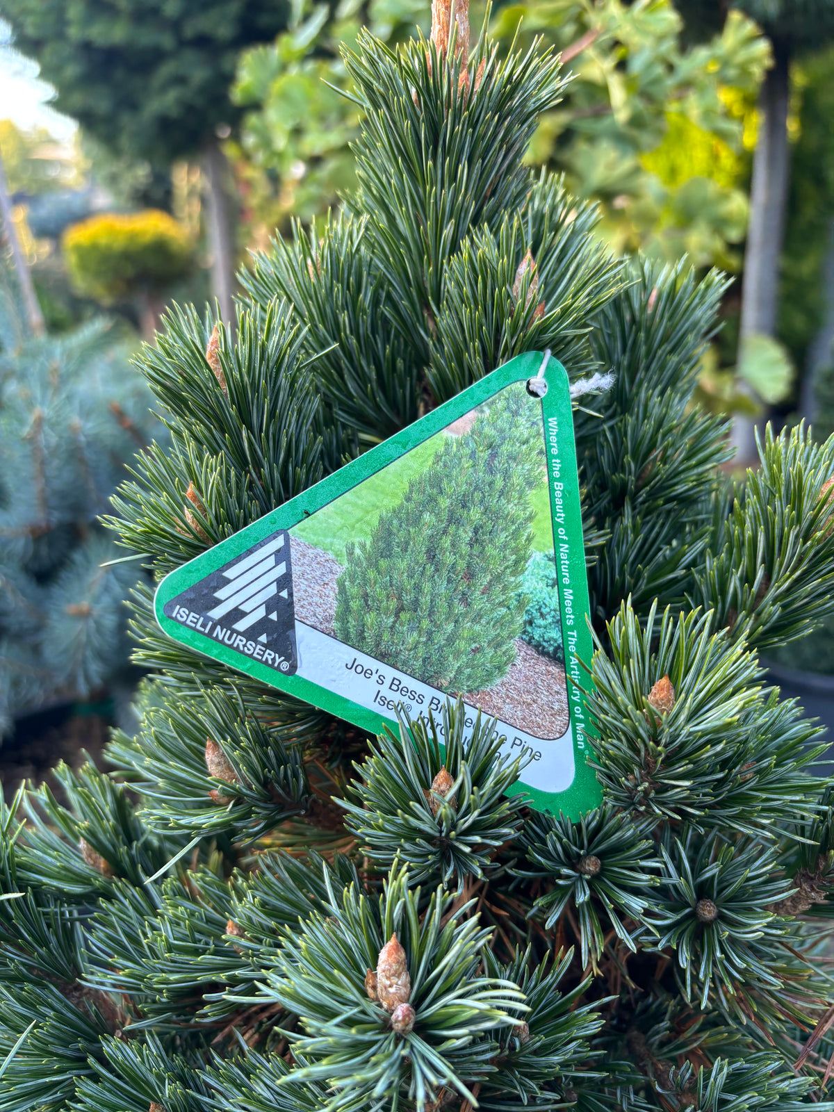 Pinus longaeva ‘Joe’s Bess’