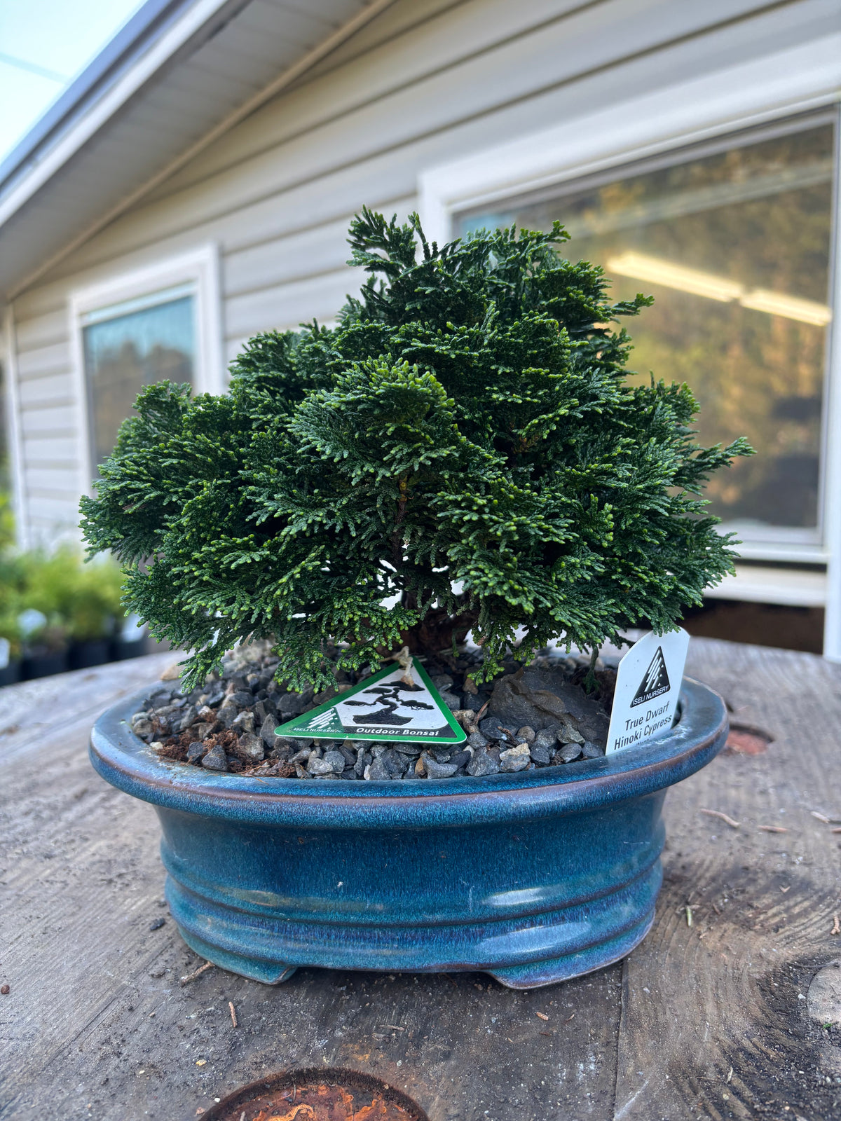 Chamaecyparis obtusa ‘Nana’ Ceramic Bonsai Starter Iseli