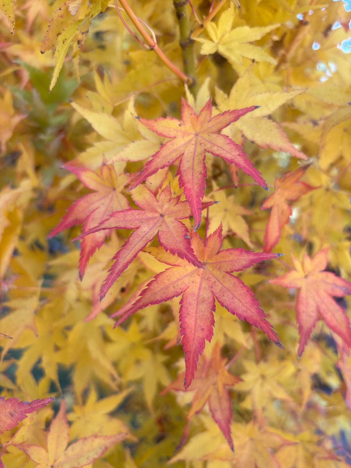 Acer palmatum 'Bihou'