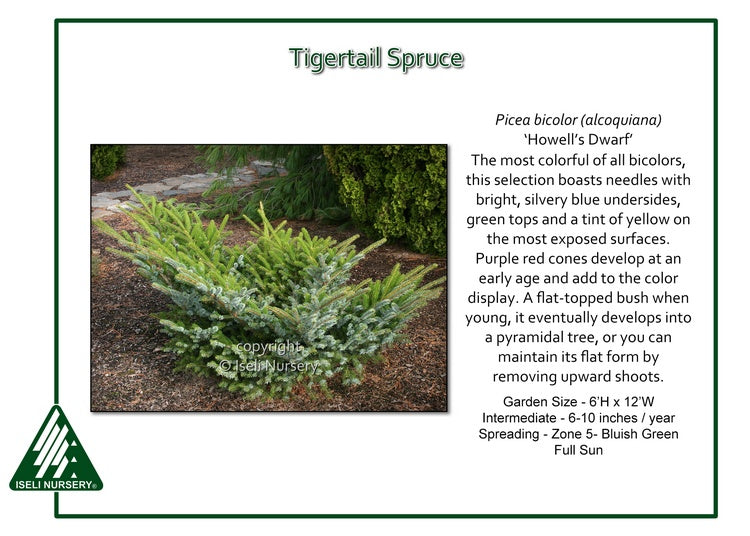 Picea bicolor (alcoquiana) ‘Howell’s Dwarf’ Tigertail Spruce