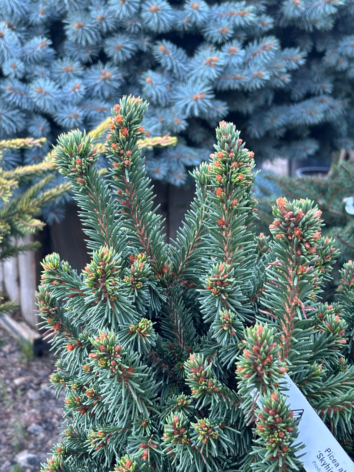 Picea abies ‘Skyhigh WB’