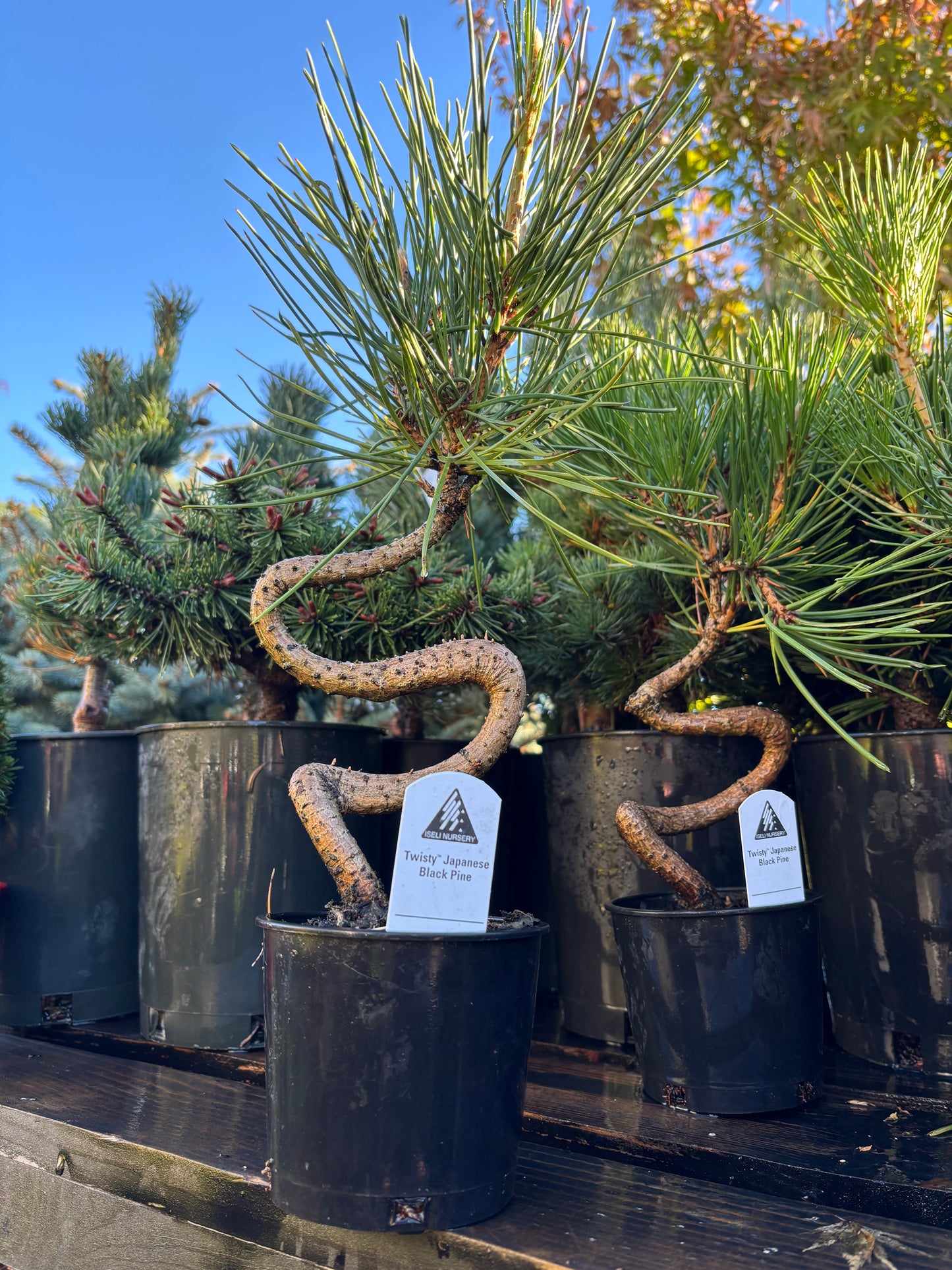 TWISTY Iseli Japanese black pine