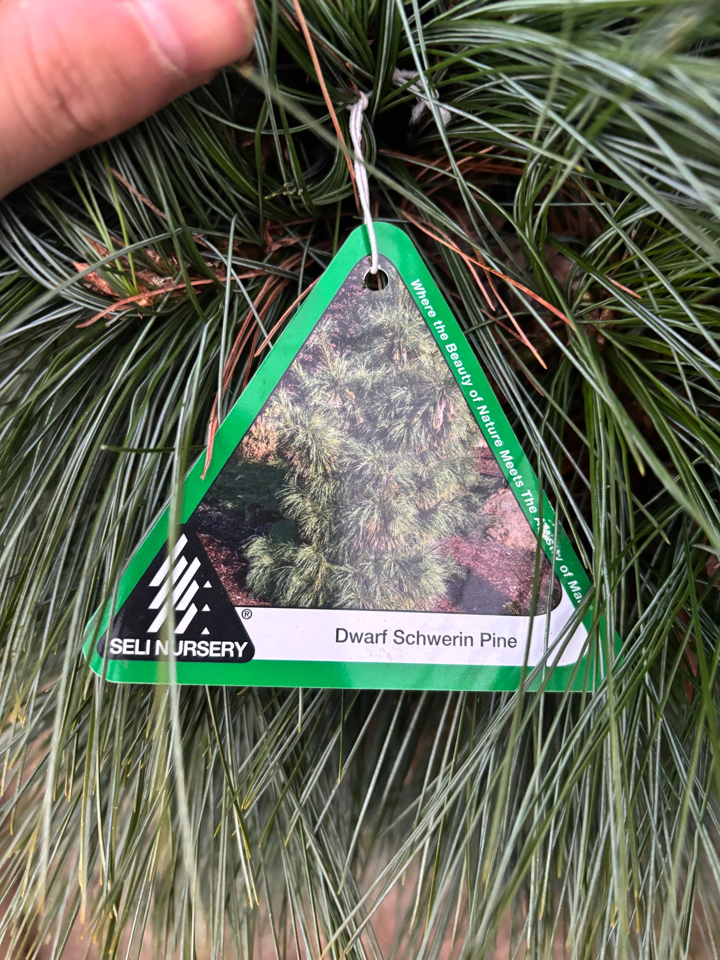 Pinus x schwerinii ‘Wiethorst’