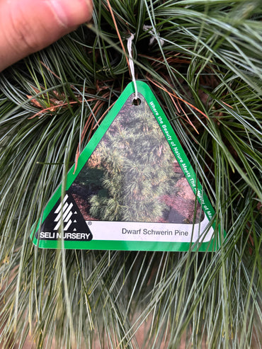 Pinus x schwerinii ‘Wiethorst’