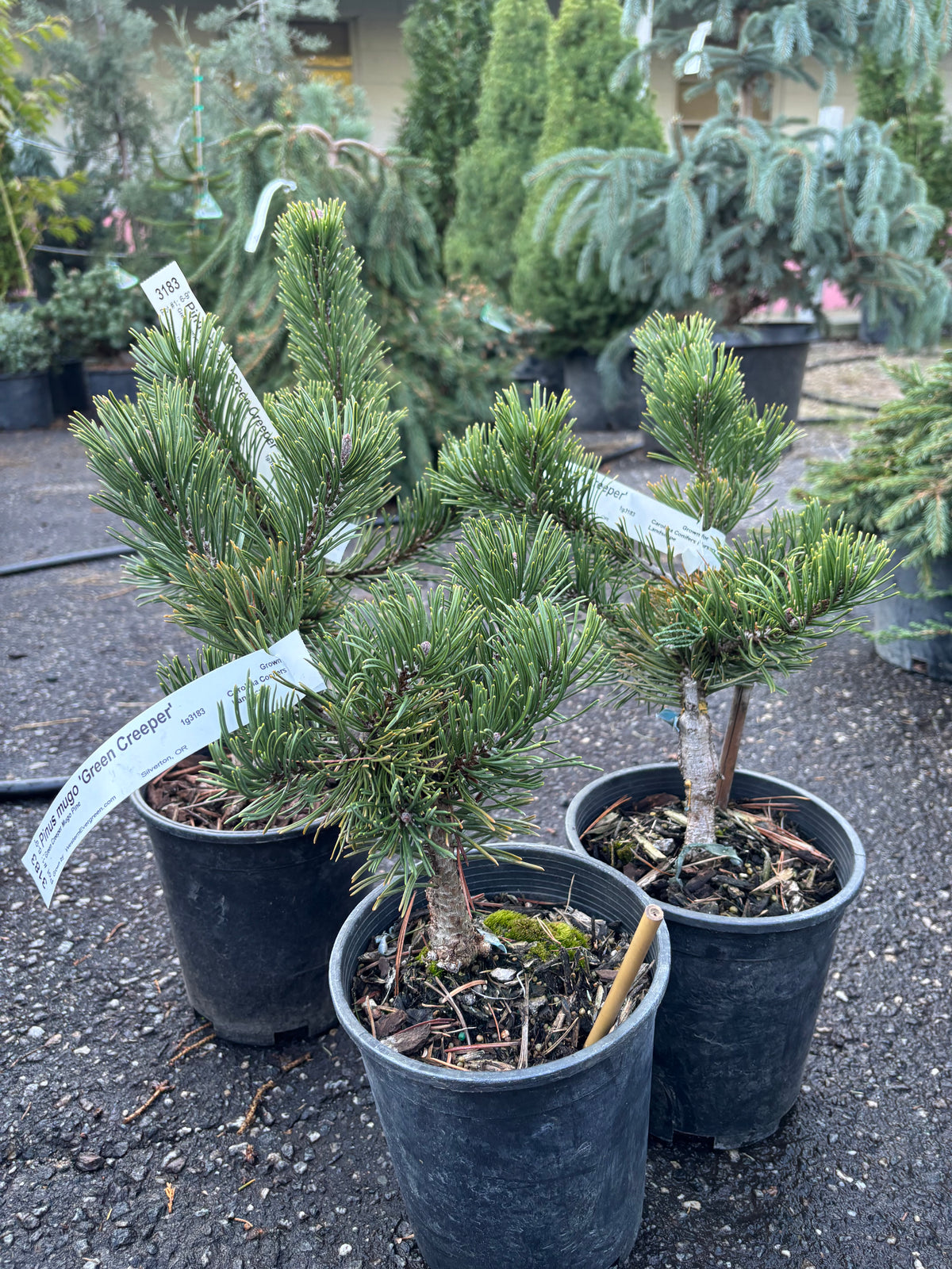 Pinus mugo 'Green Creeper'