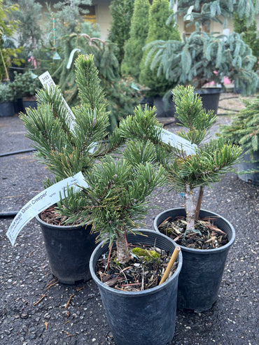 Pinus mugo 'Green Creeper'