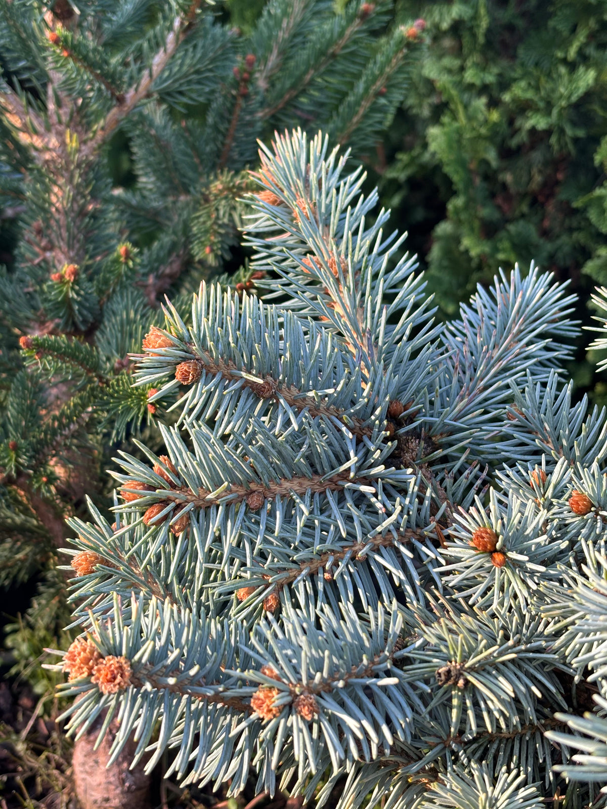 Picea pungens ‘Niemetz’ Spring Gold Colorado Blue Spruce