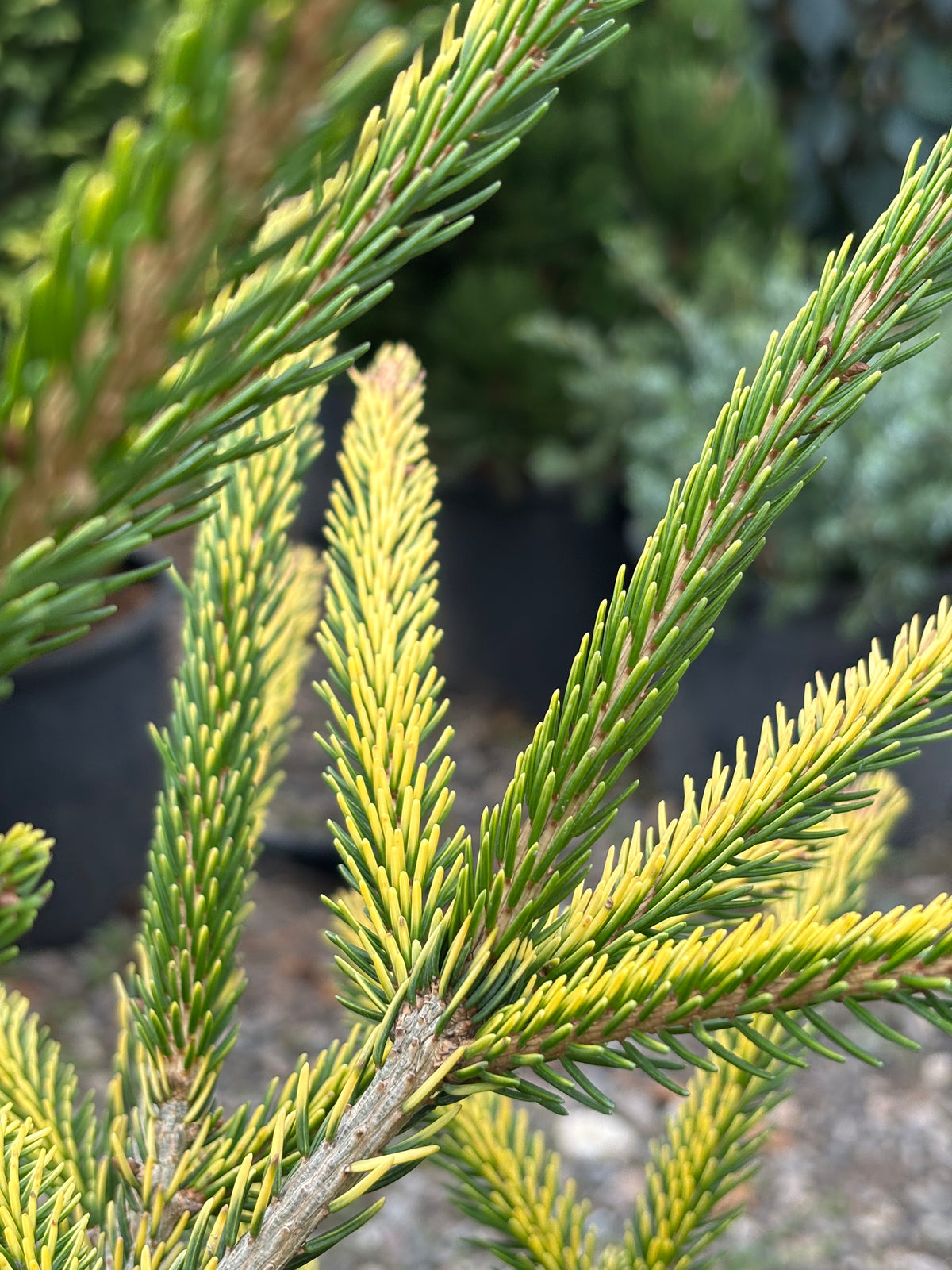Picea orientalis ‘Firefly’
