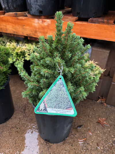 Picea glauca ‘Humpty Dumpty’ Dwarf Alberta Spruce