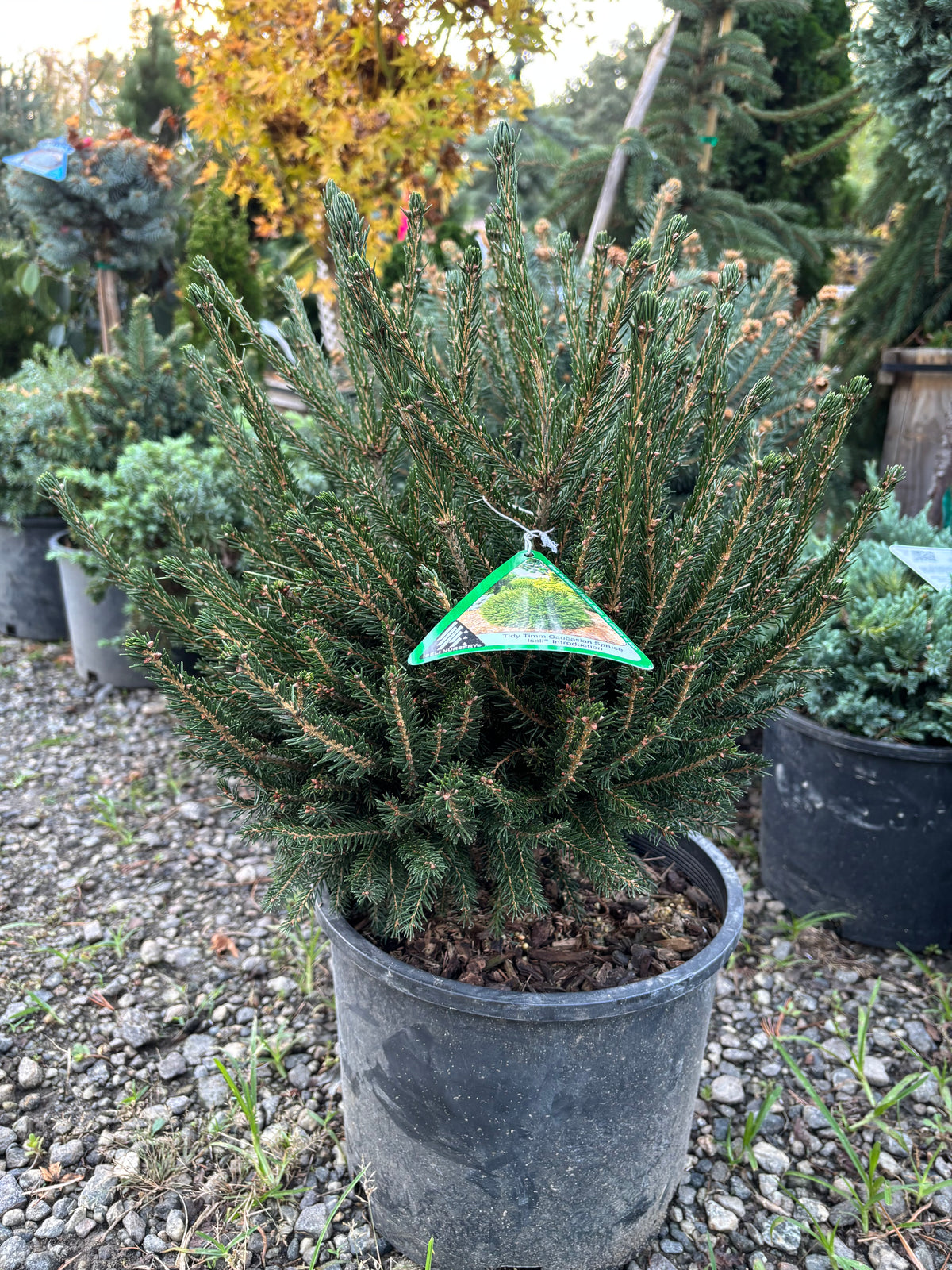Tidy Timm Oriental Spruce