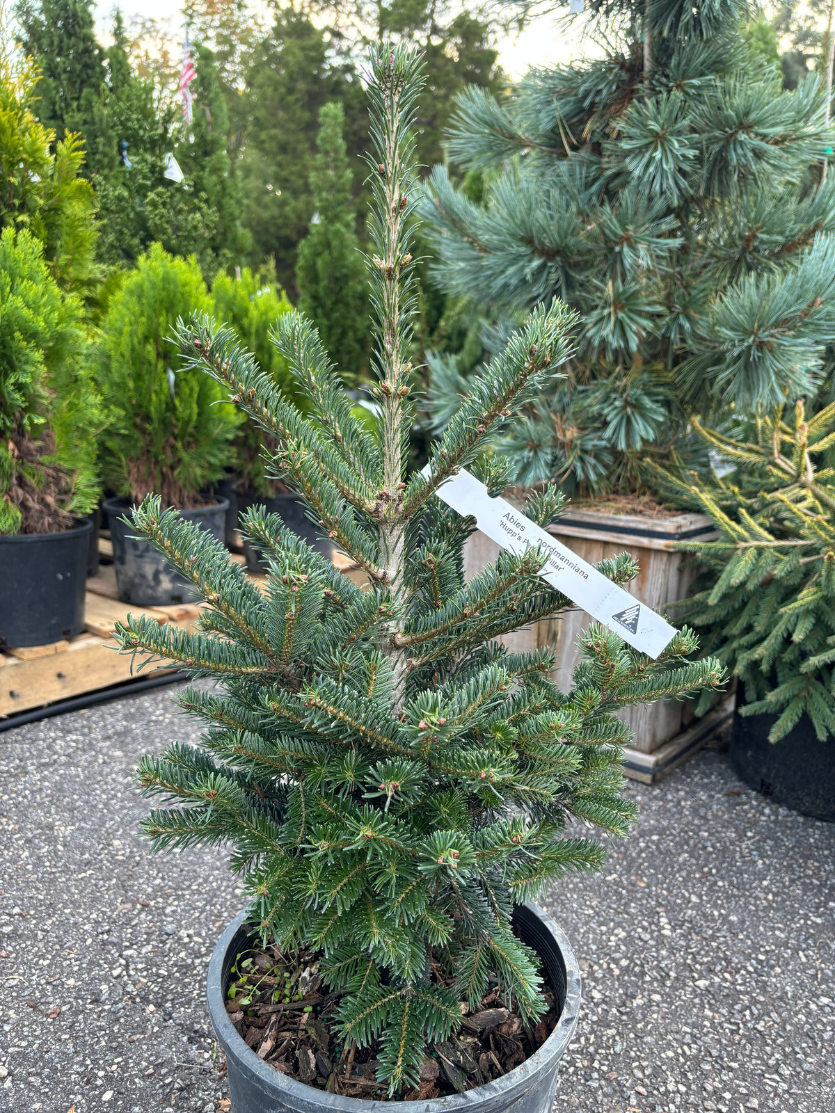 Hupp’s Perfect Pillar Nordmann Fir