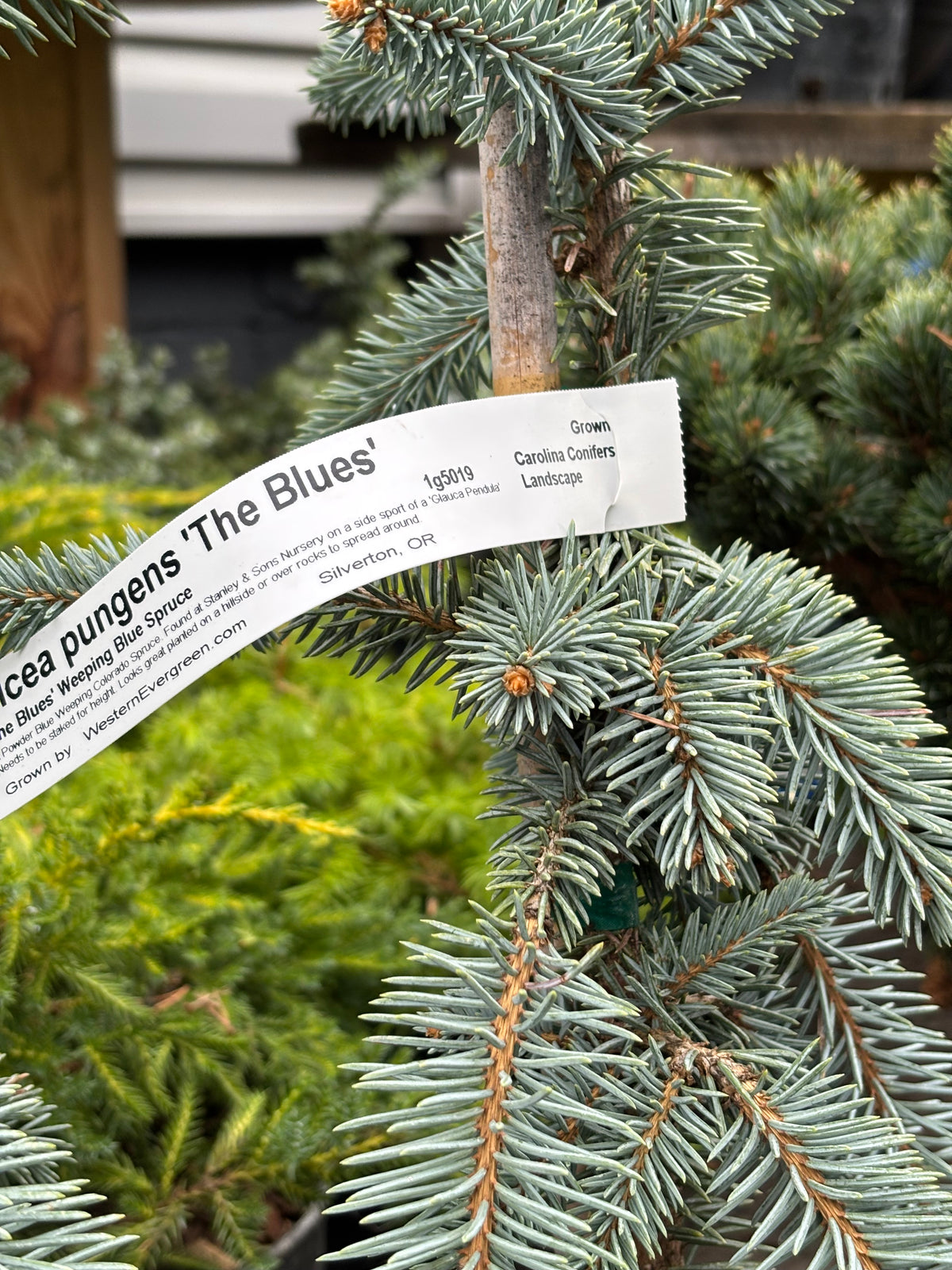 Picea pungens ‘The Blues’