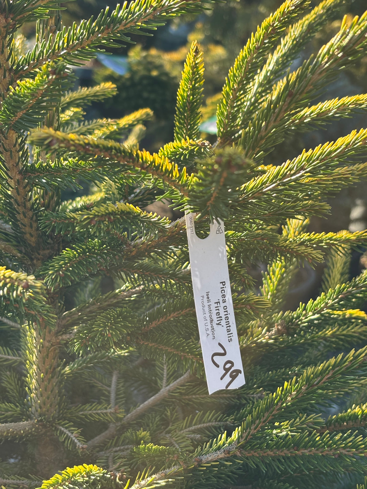 Picea orientalis ‘Firefly’