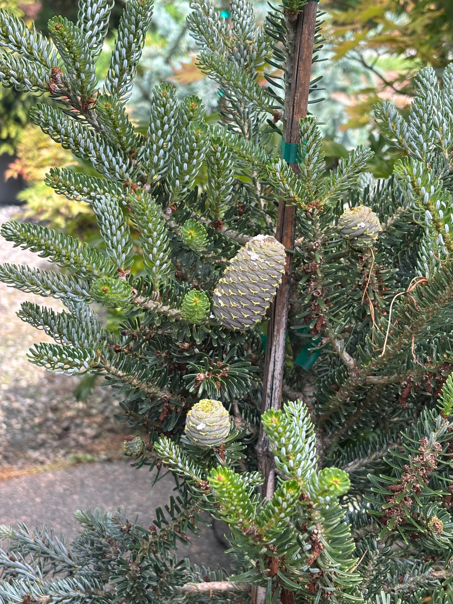 Abies koreana ‘Horstmann’s Silberlocke’