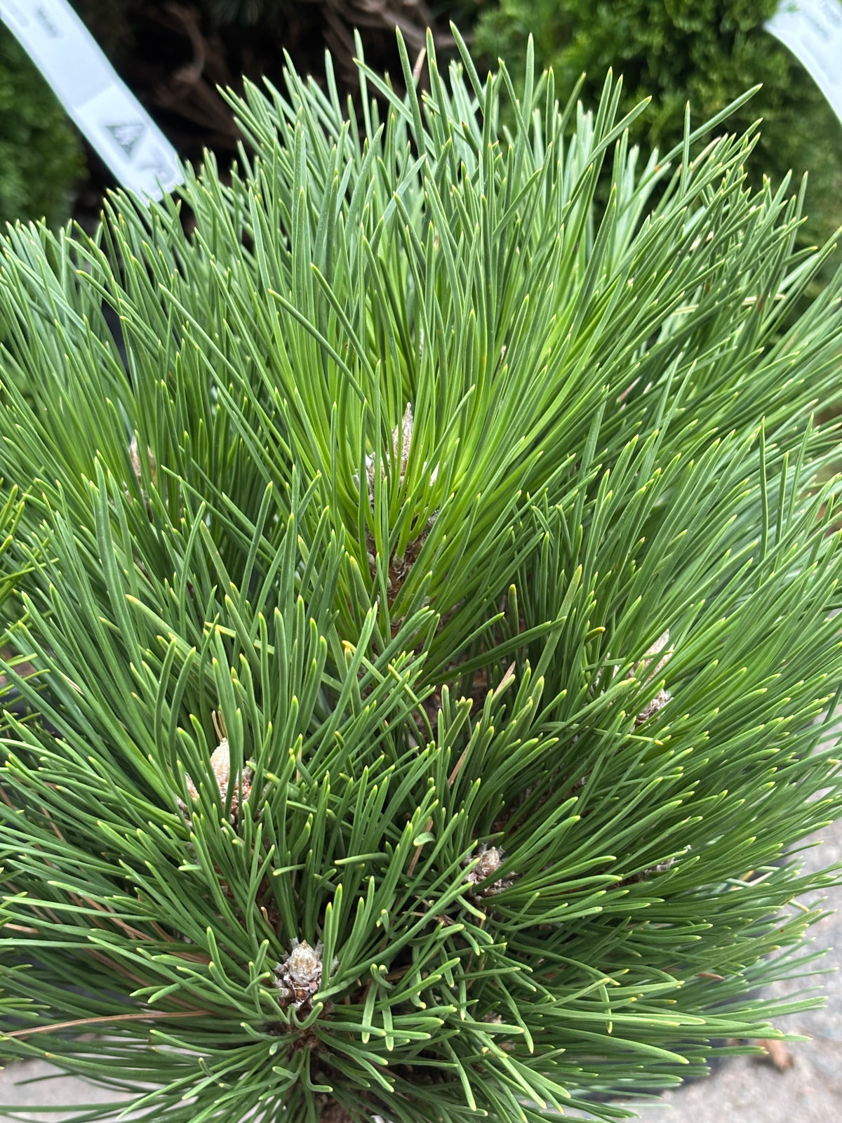 Pinus nigra ‘Black Prince’