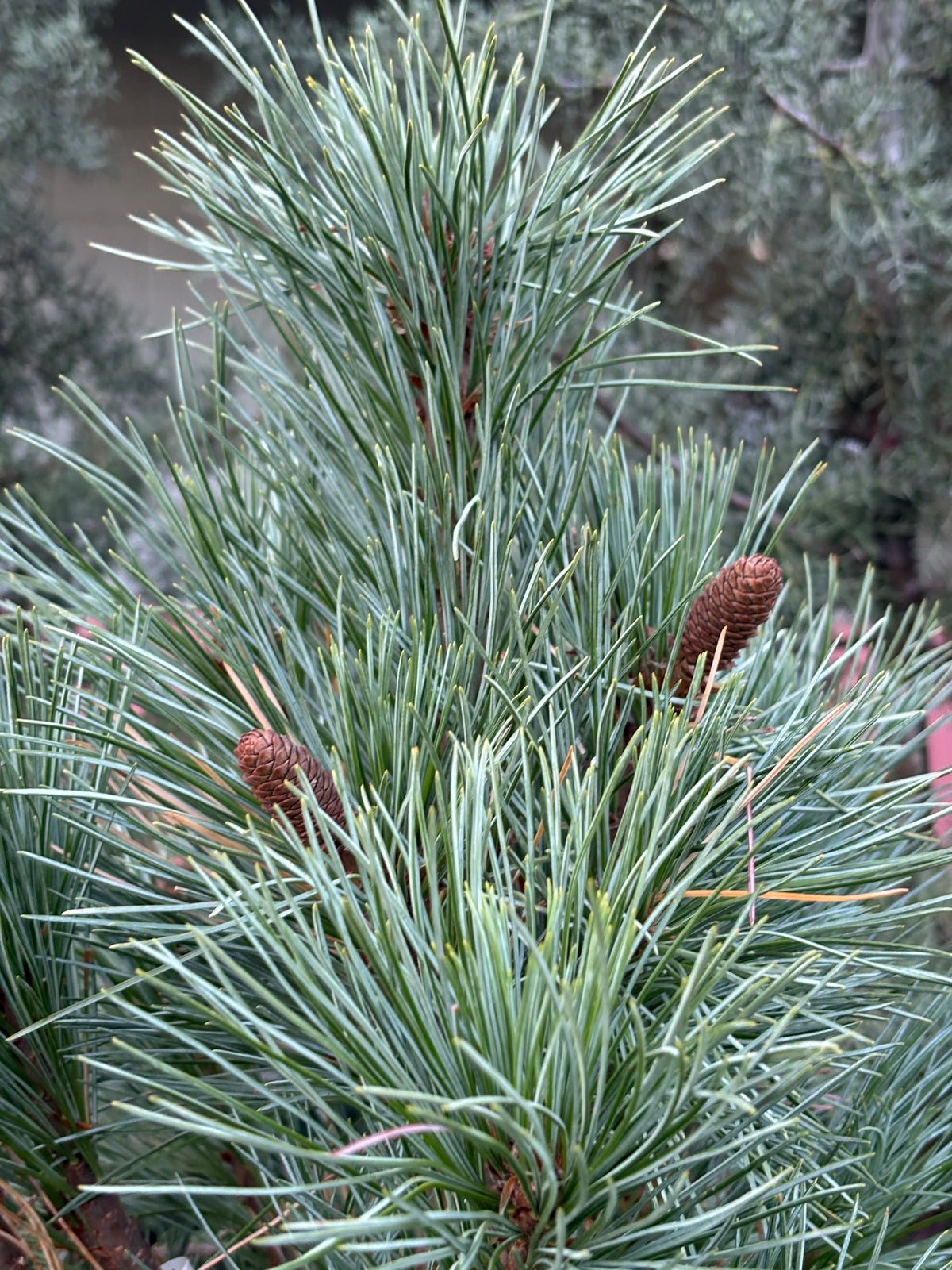 Pinus monticola ‘Snow White’