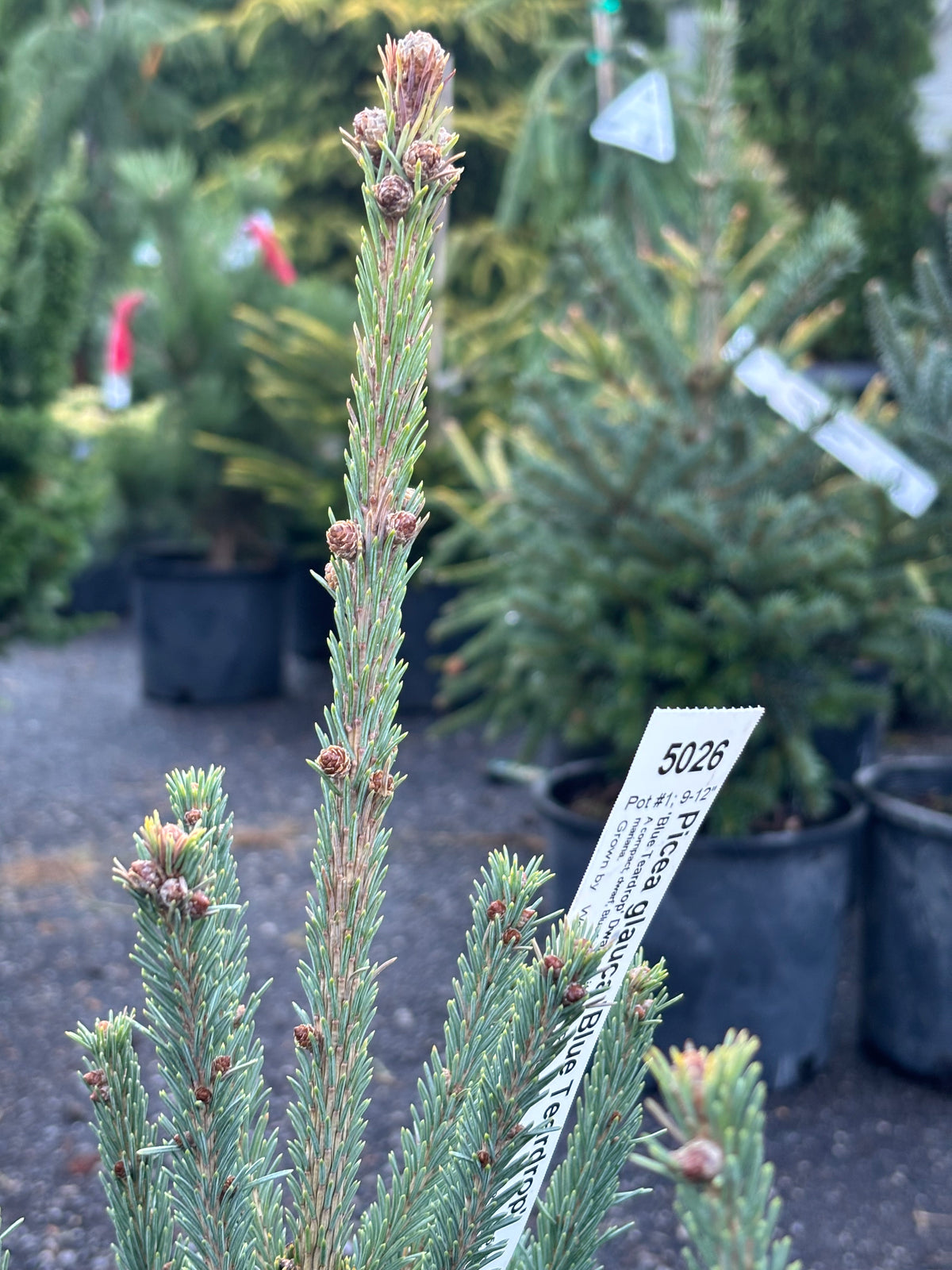 Blue Teardrop White Spruce