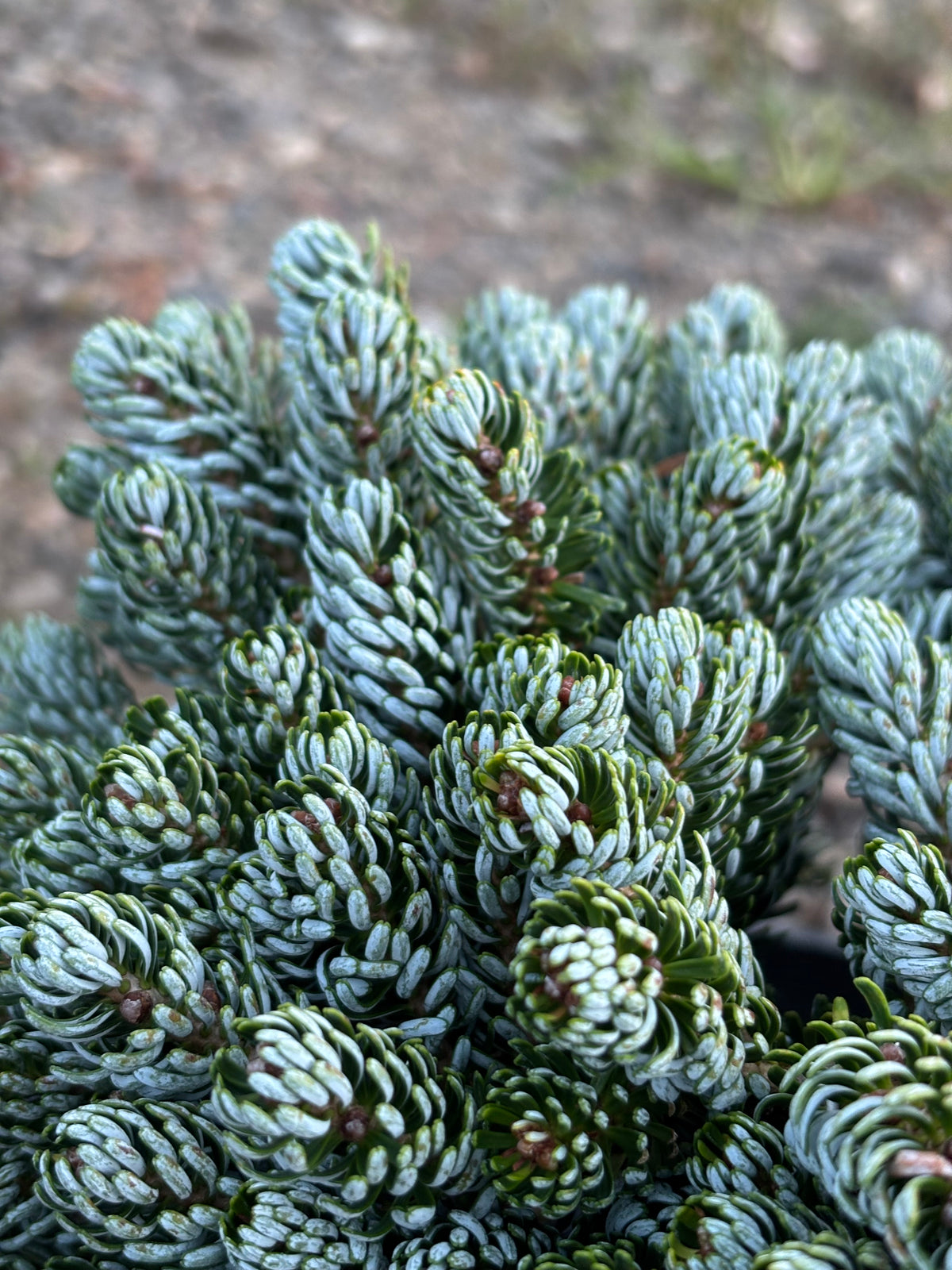 Abies koreana ‘Kohout’s Ice Breaker’