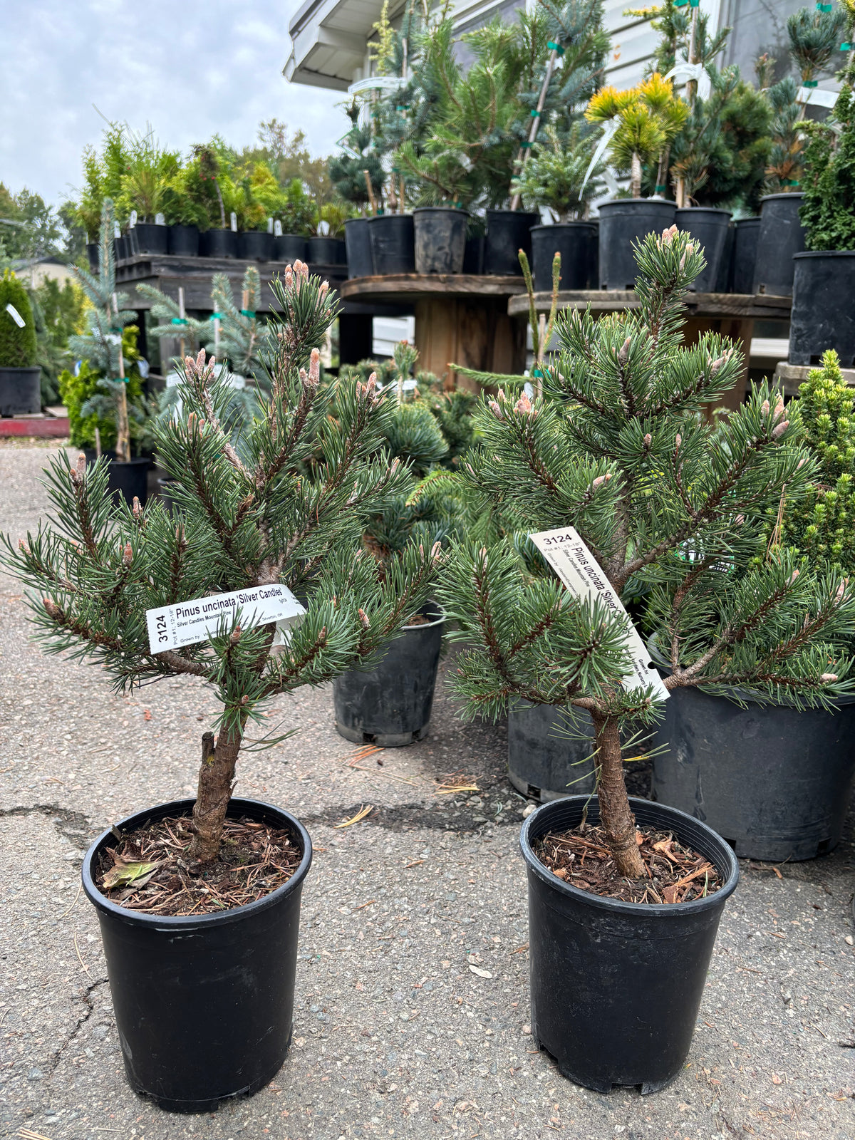 Pinus uncinata ‘Silver Candles’