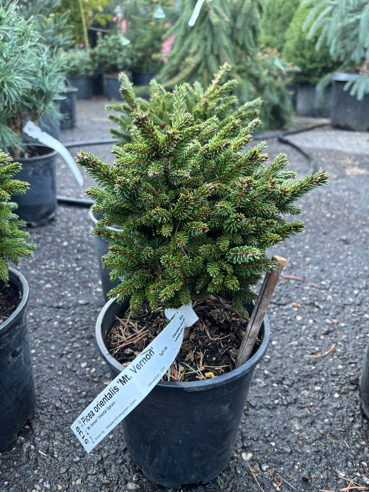 Picea orientalis ‘Mount Vernon’