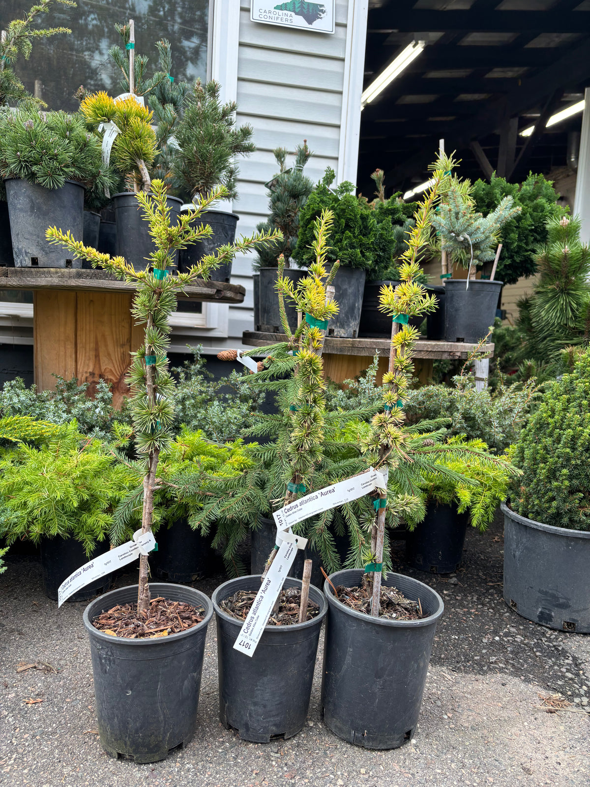 Cedrus atlantica ‘Aurea’