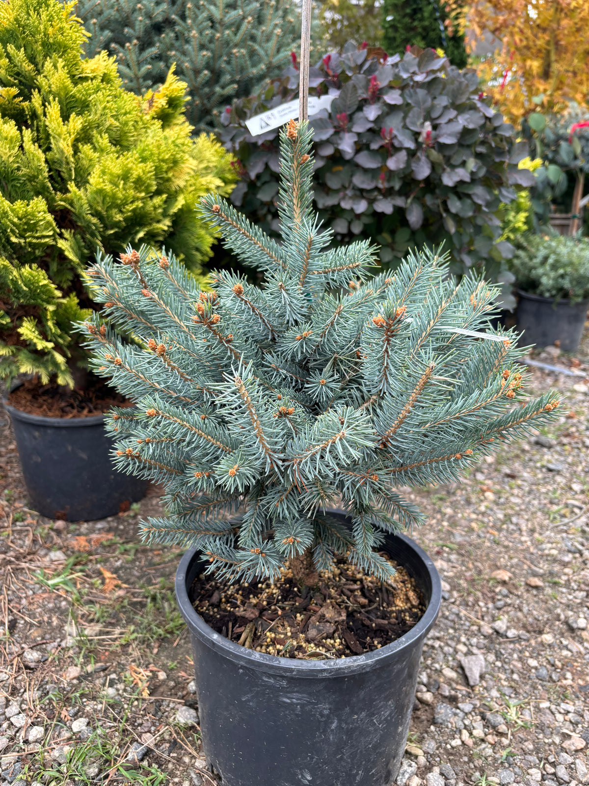 Picea pungens ‘Fat Albert’